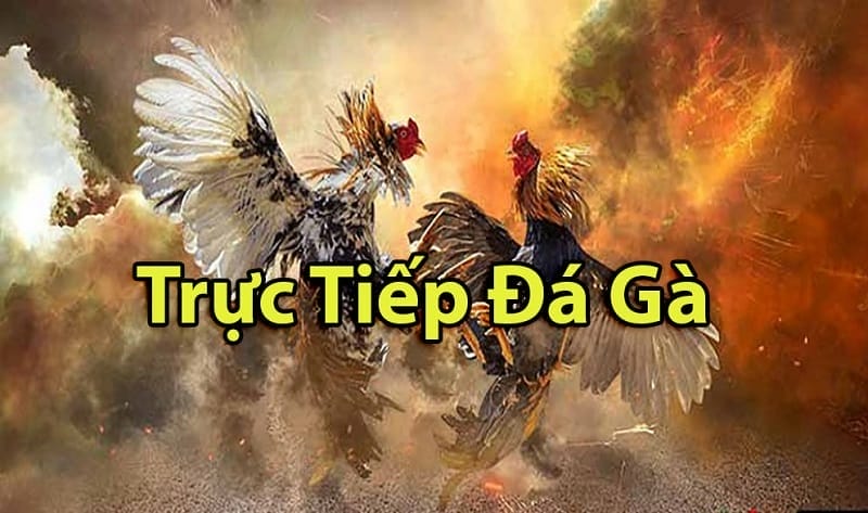 https://www.ltworld.uk.com/tim-hieu-ve-da-ga-thomo-campuchia/